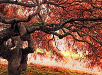 一体化解决方案的电话测压平台