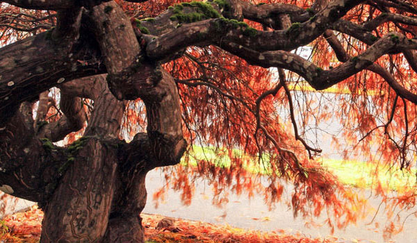 电话连环云呼叫软件